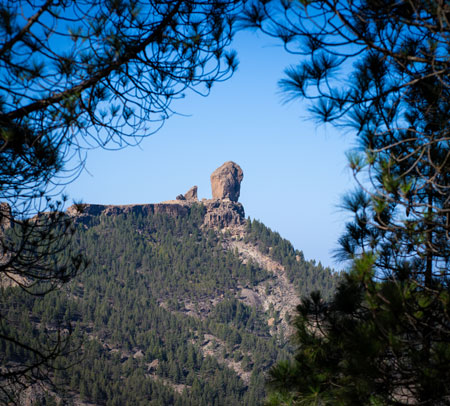 Foto del Roque Nublo con las ramas del bosque de Pinos a su alrededor